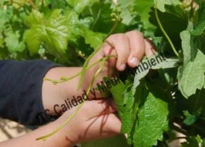 Método para el incremento de producción: Primera respuesta tras la aplicación de los inductores de floración.Obsérvese el llenado de granos de los zarcillos provocado por los inductores de floración. Los racimos son formados a partir del 4° entrenudo, es decir, sobre los entrenudos que no presentaban racimos. La imagen procede de una parcela en la D.O. Ribera de Duero, variedad Tempranillo en espaldera con 12 años.