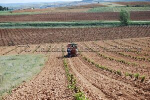 Metodología en el tratamiento contra Enfermedades de la Madera de la Vid (EMV) a través del suelo.