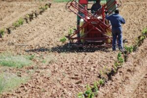 Metodología en el tratamiento contra Enfermedades de la Madera de la Vid (EMV) a través del suelo.