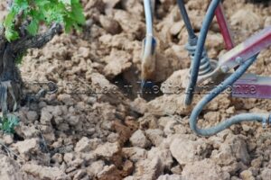 Metodología en el tratamiento contra Enfermedades de la Madera de la Vid (EMV) a través del suelo.