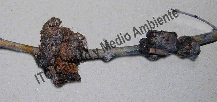 Tratamiento contra Tuberculosis del olivo 6 Metodología en el tratamiento contra Tuberculosis del olivo: Presencia de agallas de Pseudomonas savastanoi en tallos.