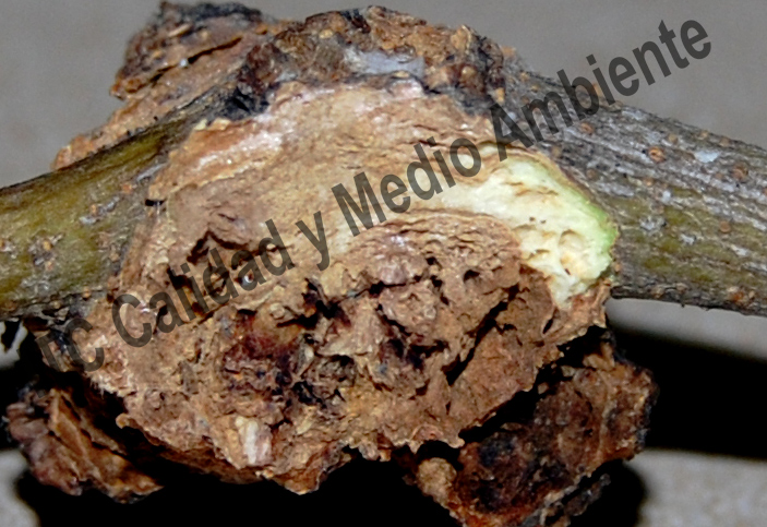 Metodología en el tratamiento contra Tuberculosis del olivo: Degradación de la madera provocada por  Pseudomonas savastanoi en brazo.