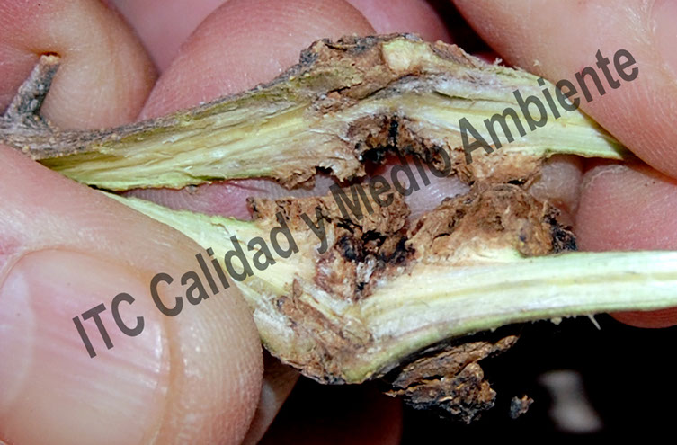 Metodología en el tratamiento contra Tuberculosis del olivo: Presencia de agallas de Pseudomonas savastanoi en tallos.