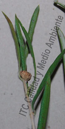 Tratamiento contra Tuberculosis del olivo 7 Metodología en el tratamiento contra Tuberculosis del olivo: Presencia de agallas de Pseudomonas savastanoi en tallos.