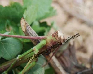 Incompatibilidad del injerto. Detalle de las características que presenta el pámpano en su punto de inserción al pulgar.