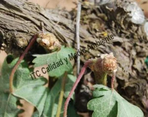 Incompatibilidad del injerto. Detalle de las características que presenta el pámpano en su punto de inserción al pulgar. Obsérvese que la unión pámpano-pulgar tenía impedida la movilidad de savia en más del 90% de su circunferencia.