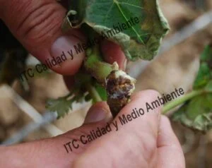 Incompatibilidad del injerto. Detalle de las características que presenta el pámpano en su punto de inserción al pulgar. Obsérvese que la unión pámpano-pulgar tenía impedida la movilidad de savia en más del 90% de su circunferencia.