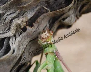 Incompatibilidad del injerto. Detalle de las características que presenta el pámpano en su punto de inserción al pulgar.