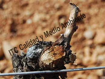 Uso de 2 Tratamientos eficaces contra la Yesca 60 Metodología en el tratamiento contra Enfermedades de la Madera de la Vid (EMV): Síntomas de brazo muerto (BDA) provocada por presencia de Botryosphaeria obtusa