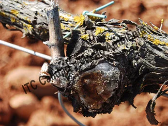Uso de 2 Tratamientos eficaces contra la Yesca 59 Metodología en el tratamiento contra Enfermedades de la Madera de la Vid (EMV): Síntomas de enfermedad de Petri en provocada por presencia de Phaeoacremonium y Phaeomoniella.