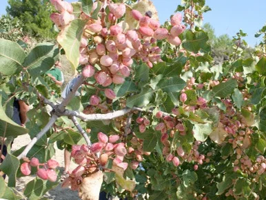 pistacho022