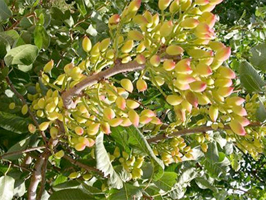 Cultivo de pistacho en plena producción.