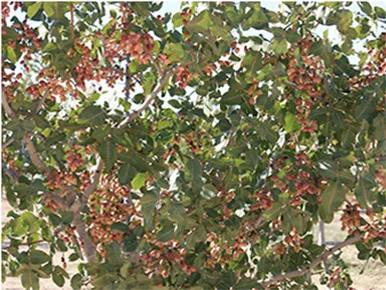 pistacho042