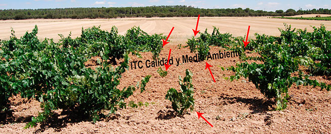 Resultados del tratamiento contra Enfermedades de la Madera de la Vid (EMV): La aplicación del tratamiento curativo permite la reposición de marras sin pérdida. Las plantas que se utilizan para reponer las parcelas afectadas no sufren decaimiento alguno.