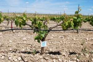 31/05/2010 Control de la inducción de racimos tras cumplir el Programa de trabajo..- Nº de racimos: 15- La imagen procede de una parcela en la D.O. Ribera de Duero, variedad Tempranillo en espaldera con 11 años.