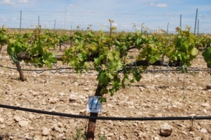 31/05/2010 Control de la inducción de racimos tras cumplir el Programa de trabajo..- Nº de racimos: 18- La imagen procede de una parcela en la D.O. Ribera de Duero, variedad Tempranillo en espaldera con 11 años.