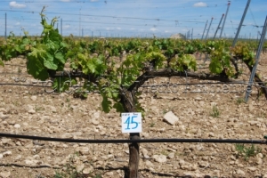 31/05/2010 Control de la inducción de racimos tras cumplir el Programa de trabajo..- Nº de racimos: 9- La imagen procede de una parcela en la D.O. Ribera de Duero, variedad Tempranillo en espaldera con 11 años.