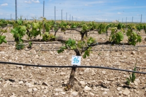 31/05/2010 Control de la inducción de racimos tras cumplir el Programa de trabajo..- Nº de racimos: 7- La imagen procede de una parcela en la D.O. Ribera de Duero, variedad Tempranillo en espaldera con 11 años.