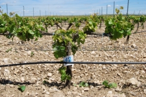 31/05/2010 Control de la inducción de racimos tras cumplir el Programa de trabajo..- Nº de racimos: 7- La imagen procede de una parcela en la D.O. Ribera de Duero, variedad Tempranillo en espaldera con 11 años.