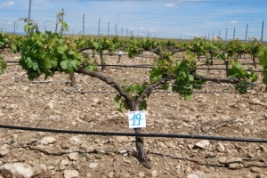 31/05/2010 Control de la inducción de racimos tras cumplir el Programa de trabajo..- Nº de racimos: 13- La imagen procede de una parcela en la D.O. Ribera de Duero, variedad Tempranillo en espaldera con 11 años.