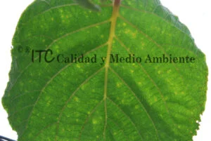 Cultivo de kiwi con Daño provocado por Pseudomonas syringae