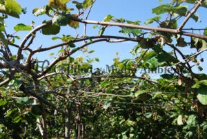 Cultivo de kiwi con Daño provocado por Pseudomonas syringae