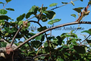 Cultivo de kiwi con Daño provocado por Pseudomonas syringae