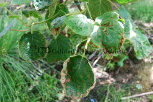 Cultivo de kiwi con Daño provocado por Pseudomonas syringae
