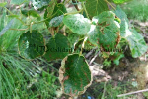 Cultivo de kiwi con Daño provocado por Pseudomonas syringae