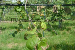 Cultivo de kiwi con Daño provocado por Pseudomonas syringae