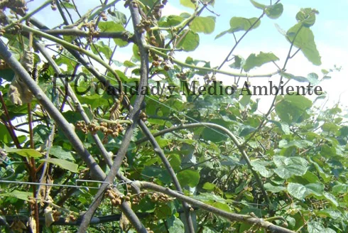 Bacterias 4 Cultivo de kiwi con Daño provocado por Pseudomonas syringae