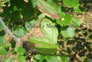 Cultivo de kiwi con Daño provocado por Pseudomonas syringae