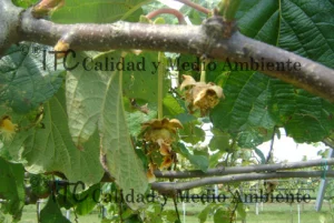 Cultivo de kiwi con Daño provocado por Pseudomonas syringae