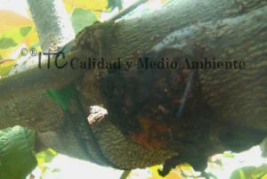 Cultivo de kiwi con Daño provocado por Pseudomonas syringae