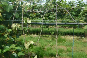 Cultivo de kiwi con Daño provocado por Pseudomonas syringae