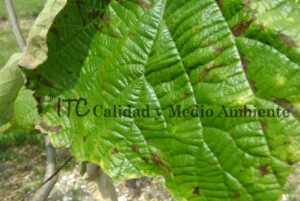 Cultivo de kiwi con Daño provocado por Pseudomonas syringae