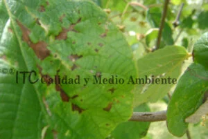 Cultivo de kiwi con Daño provocado por Pseudomonas syringae