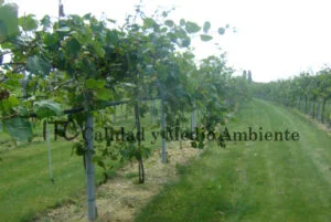 Cultivo de kiwi con Daño provocado por Pseudomonas syringae