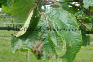 Cultivo de kiwi con Daño provocado por Pseudomonas syringae