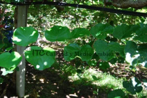 Manejo técnico de Enfermedades bacterianas: Tratamiento contra PSA en kiwi. Desarrollo de hojas y brotes tras el tratamiento totalmente asintomáticos.