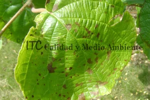 Cultivo de kiwi con Daño provocado por Pseudomonas syringae
