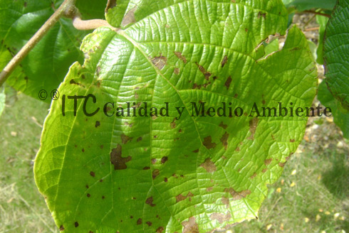 Cultivo de kiwi con Daño provocado por Pseudomonas syringae
