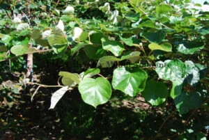 Manejo técnico de Enfermedades bacterianas: Tratamiento contra PSA en kiwi. Curación de PSA: Formación de hojas y brotes postratamiento asintomáticas. Cubrición de ventanas con hojas asintomáticas y fotosintéticamente activas.