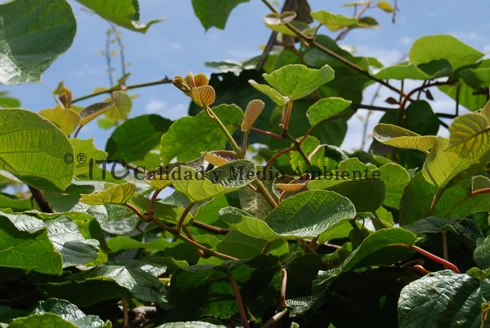 Bacterias 6 Manejo técnico de Enfermedades bacterianas: Tratamiento contra PSA en kiwi. Desarrollo de brotes exentos de síntomas visibles en parcela de kiwi afectada por Pseudomonas syringae.