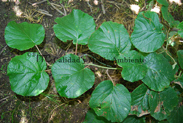 Manejo técnico de Enfermedades bacterianas: Tratamiento contra PSA en kiwi. Hojas desarrolladas en pretratamiento con síntomas (derecha) y formación de hojas postratamiento asintomáticas (izquierda).