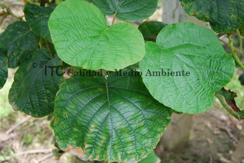 Manejo técnico de Enfermedades bacterianas: Tratamiento contra PSA en kiwi. Hojas desarrolladas en pretratamiento con síntomas (fondo) y formación de hojas postratamiento asintomáticas (primer plano).