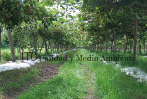 Cultivo de kiwi con Daño provocado por Pseudomonas syringae