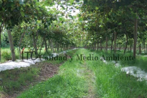 Cultivo de kiwi con Daño provocado por Pseudomonas syringae
