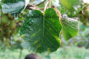 Cultivo de kiwi con Daño provocado por Pseudomonas syringae