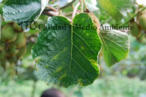 Cultivo de kiwi con Daño provocado por Pseudomonas syringae